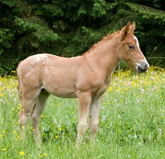 Arab-Haflinger Horse - horse Breeds | ცხენის ჯიშები| cxenis jishebi