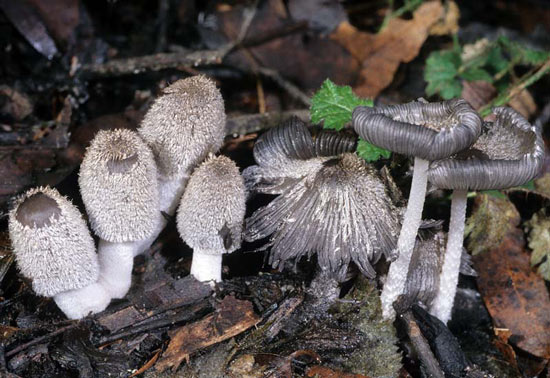 Coprinopsis lagopus - Mushroom Species Images
