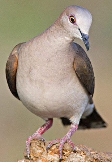 White-tipped Dove - Bird Species | Frinvelis jishebi | ფრინველის ჯიშები