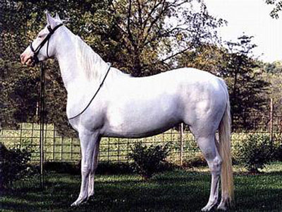 American Albino  - horse Breeds | ცხენის ჯიშები| cxenis jishebi