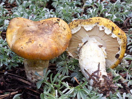 Floccularia albolanaripes - Fungi species | sokos jishebi | სოკოს ჯიშები