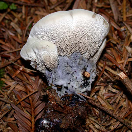 Hydnellum suaveolens - Mushroom Species Images