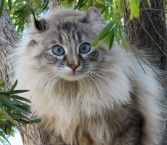 American Longhair - cat Breeds | კატის ჯიშები | katis jishebi