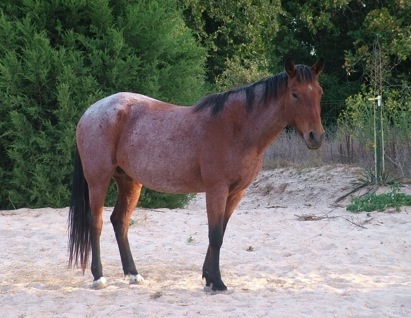 Cerbat 3 - horse Breeds | ცხენის ჯიშები| cxenis jishebi