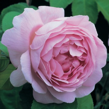 Constance Spry - Rose Varieties | VARDI | ვარდი                                                                                                                