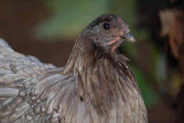 Sumatra 2 - chicken Breeds | ქათმის ჯიშები | qatmis jishebi