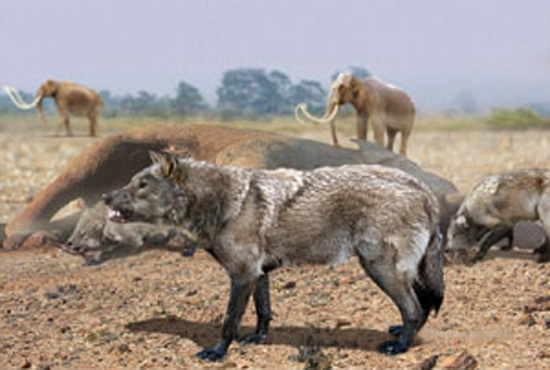 The Dire Wolf (Canis dirus) - wolf species | mglis jishebi | მგლის ჯიშები