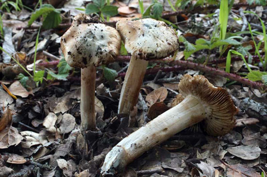 Inocybe corydalina - Mushroom Species Images