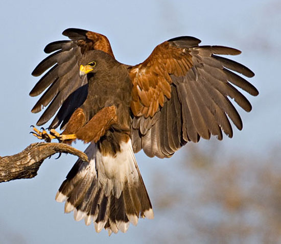 Harris's Hawk - Bird Species | Frinvelis jishebi | ფრინველის ჯიშები