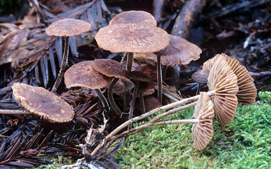 Gymnopus villosipes - Fungi species | sokos jishebi | სოკოს ჯიშები
