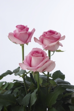 Glamour Girl - Rose Varieties | VARDI | ვარდი                                                                                                                