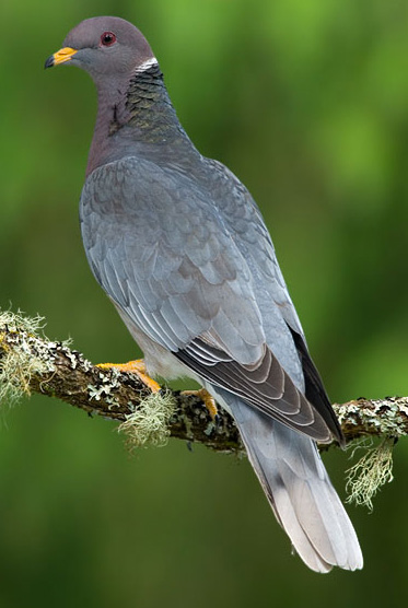 Band-tailed Pigeon - Bird Species | Frinvelis jishebi | ფრინველის ჯიშები
