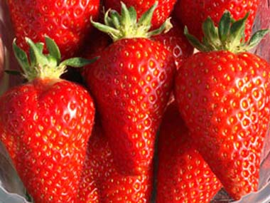 Syria - Strawberry Varieties
