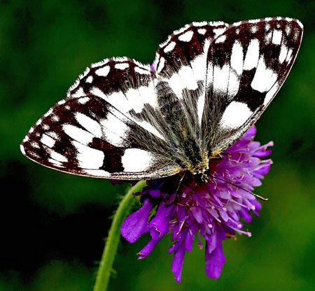 Marbled White - Butterfly species | PEPLIS JISHEBI | პეპლის ჯიშები