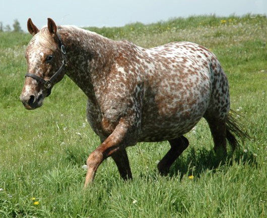 კატა Appaloosa Sport Horse - ის სურათი