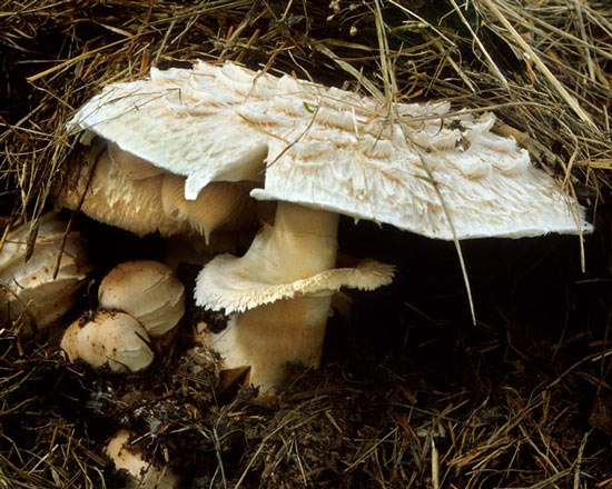 Macrolepiota rachodes: Chlorophyllum brunneum - Fungi species | sokos jishebi | სოკოს ჯიშები