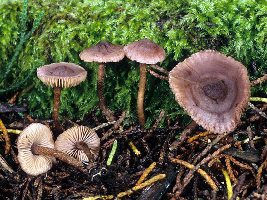 Pseudobaeospora stevensii - Mushroom Species Images