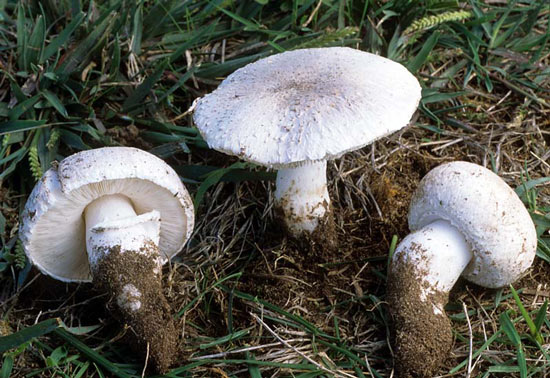 Leucoagaricus barssii - Mushroom Species Images