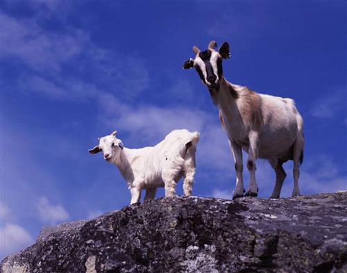 Norwegian Goat - goats Breeds | txis jishebi | თხის ჯიშები