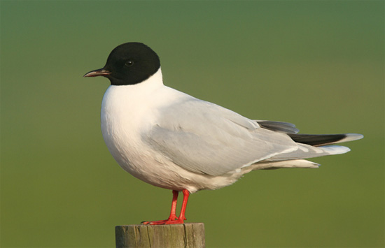 Little Gull - Bird Species | Frinvelis jishebi | ფრინველის ჯიშები
