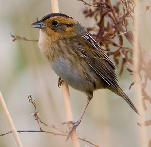 Nelson's Sharp-tailed Sparrow - Bird Species | Frinvelis jishebi | ფრინველის ჯიშები