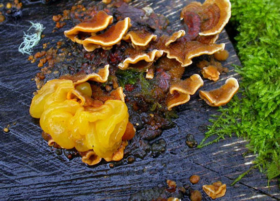 Tremella aurantia - Fungi species | sokos jishebi | სოკოს ჯიშები