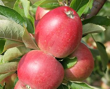Worcester Pearmain - Apple Varieties