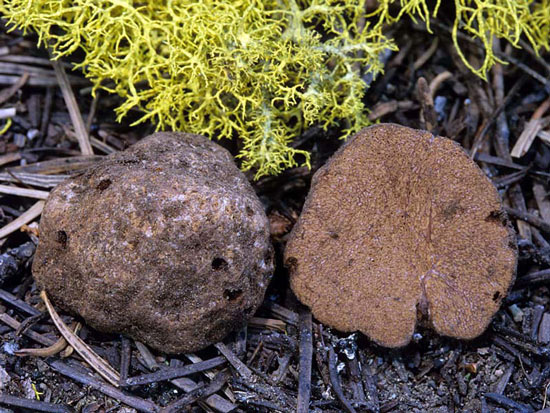 Gautieria monticola - Mushroom Species Images