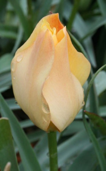 Batalinii 'Bright Gem' -                                                         Species Tulip| TITA | ტიტა                                                        