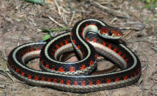 Thamnophis sirtalis infernalis - California Red-sided Gartersnake - snake species | gveli | გველი
