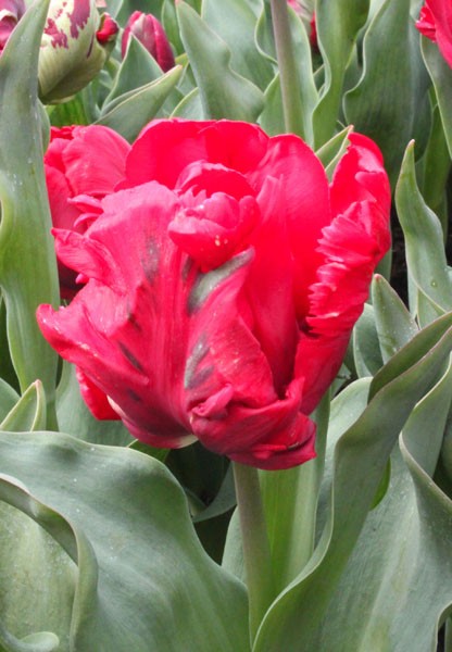 Topparrot -                                                         Species Tulip| TITA | ტიტა                                                        
