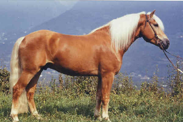 Avelignese 1 - horse Breeds | ცხენის ჯიშები| cxenis jishebi