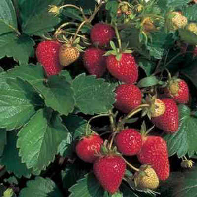 Annapolis - Strawberry Varieties