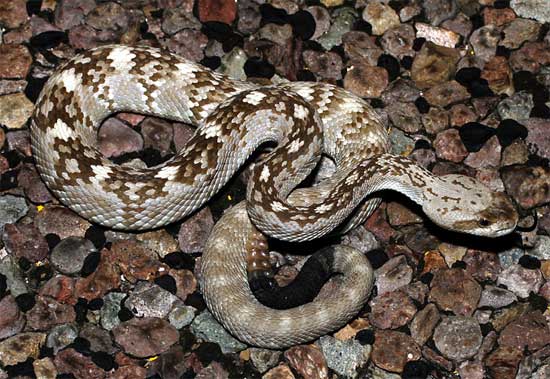 Croatalus molossus - Black-tailed Rattlesnake - snake species | gveli | გველი