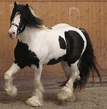 Ariegeois 2 - horse Breeds | ცხენის ჯიშები| cxenis jishebi