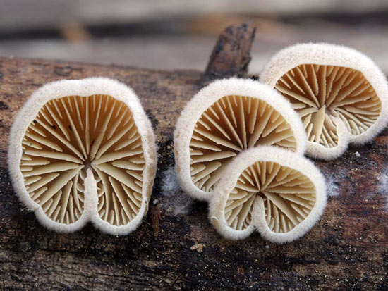 Crepidotus fimbriatus - Mushroom Species Images