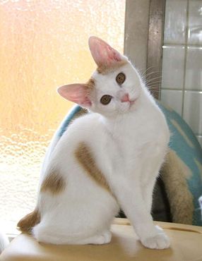 Cat breeds - Japanese Bobtail Information