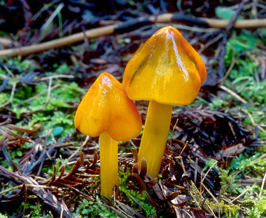 Hygrocybe singeri - Mushroom Species Images