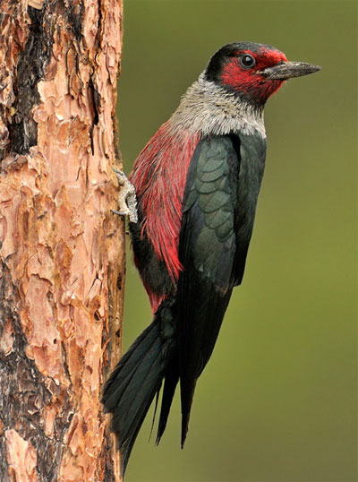Lewis's Woodpecker - Bird Species | Frinvelis jishebi | ფრინველის ჯიშები