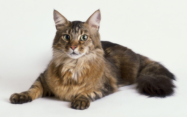 Maine Coon 3 - cat Breeds | კატის ჯიშები | katis jishebi