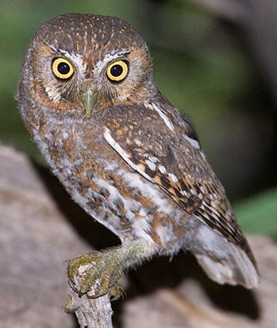 Elf Owl - Bird Species | Frinvelis jishebi | ფრინველის ჯიშები