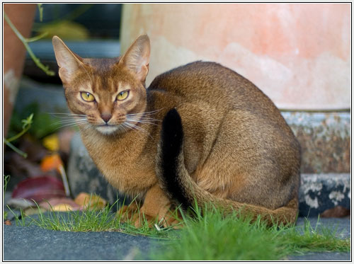 Abyssinian - cat Breeds | კატის ჯიშები | katis jishebi