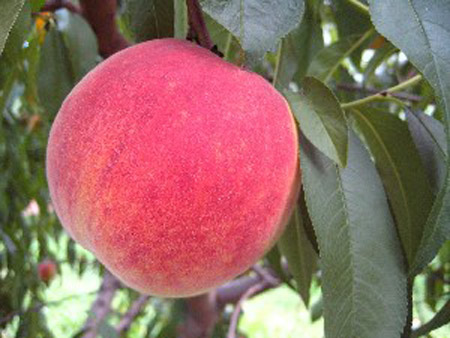 Autumnglo - Peach Varieties