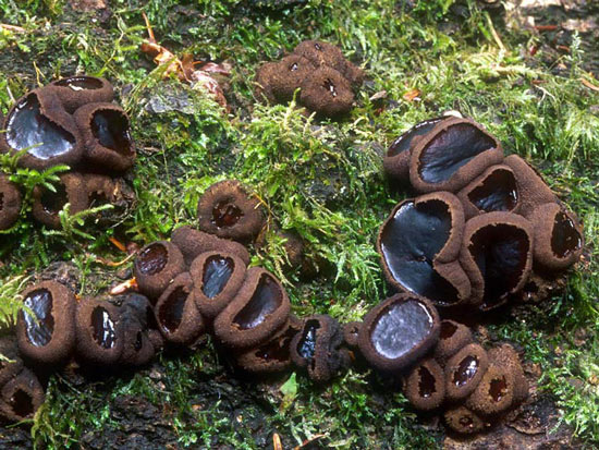 Bulgaria inquinans - Mushroom Species Images