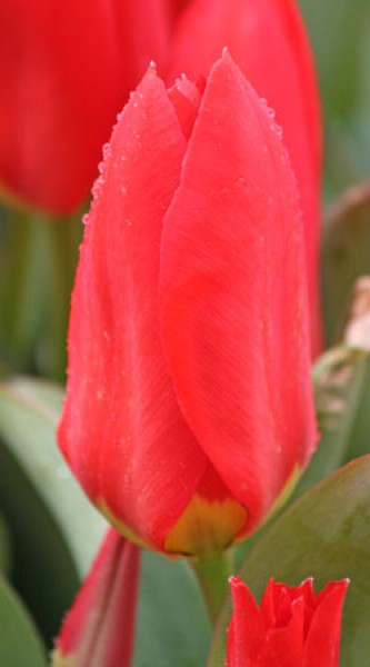 Madame Lefeber -                                                         Species Tulip| TITA | ტიტა                                                        