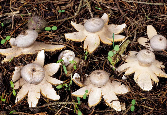 Geastrum coronatum - Fungi species | sokos jishebi | სოკოს ჯიშები