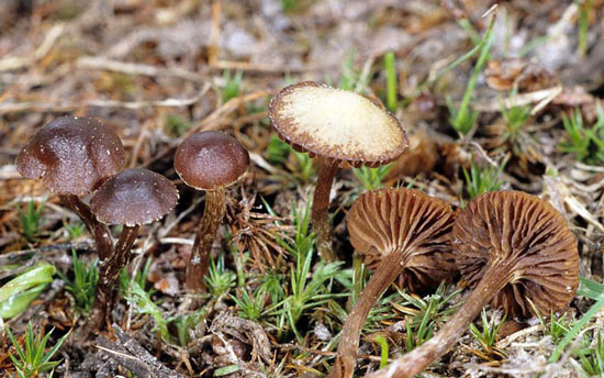Psilocybe montana - Mushroom Species Images