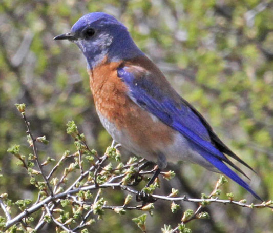 Western Bluebird - Bird Species | Frinvelis jishebi | ფრინველის ჯიშები