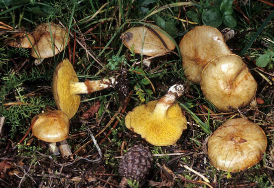 Suillus umbonatus - Fungi species | sokos jishebi | სოკოს ჯიშები