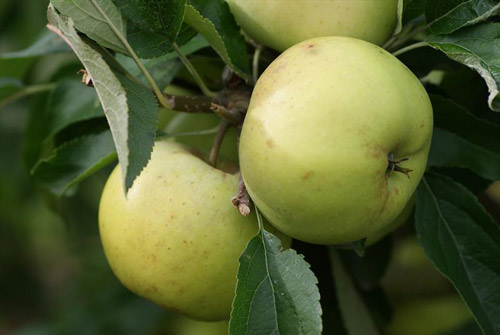 Freyberg - Apple Varieties